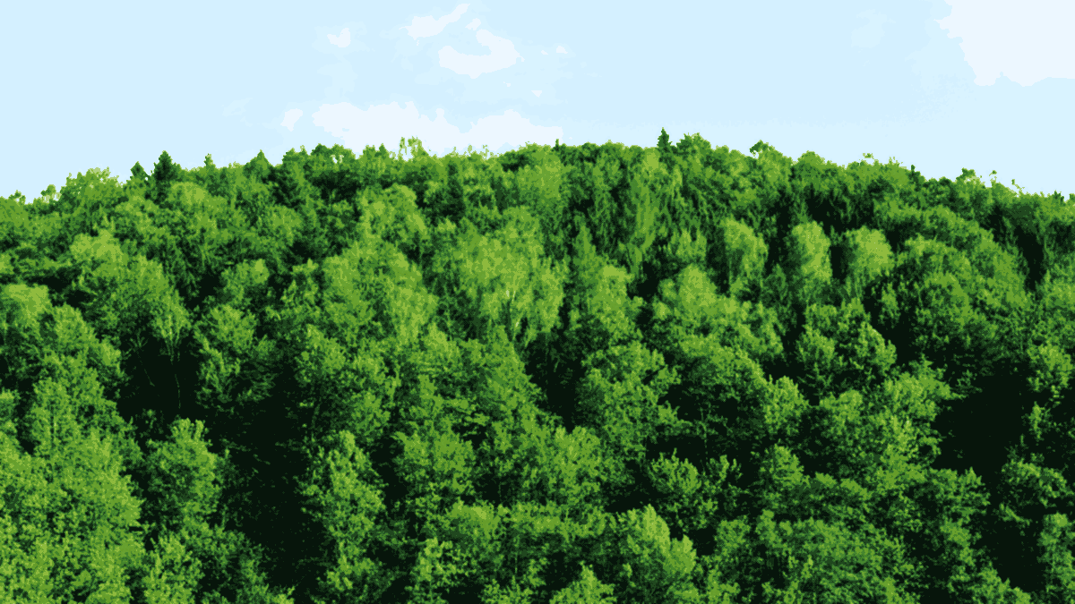 Dense green Carpathian mountain forest